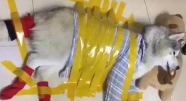 为了防止哈士奇离家出走，主人想了这个方法，二哈狗生绝望了