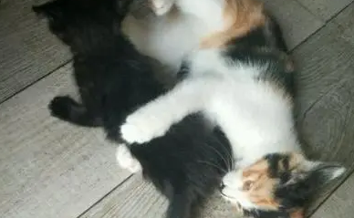 小黑猫初来乍到，家里的三色花炸毛了！！
