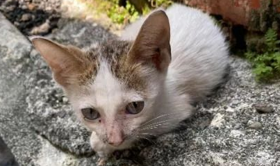 被好心人收养后，小猫咪终于敞开心扉，毫无防备地睡觉