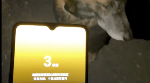 地震来临之前，狗狗带着主人先逃了出去，一脸的自豪啊