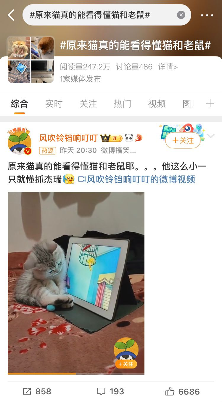 猫咪“神技能”揭秘：竟能领悟《猫和老鼠》精髓