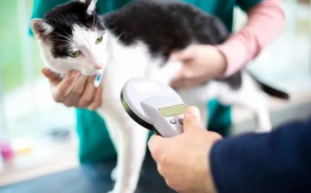 英国：宠物猫必须植入微芯片 否则主人将面临500英镑罚款