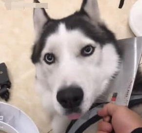 原以为哈士奇不拆家了，看到画面，主人：安排炖狗肉！