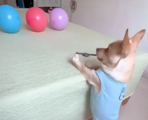 狗狗会用皮筋射中气球，而且是百发百中！