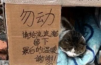 小区业主献爱心，帮流浪猫搭窝，虽然不怎么好看却足够温暖