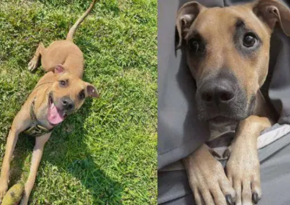 铲屎官这天无意间发现，爱犬的身材也太好了吧！