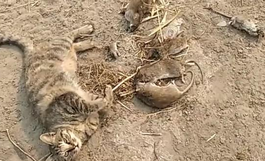 狸花猫抓了一堆老鼠，它吃饱了就睡觉，网友：真会享受啊