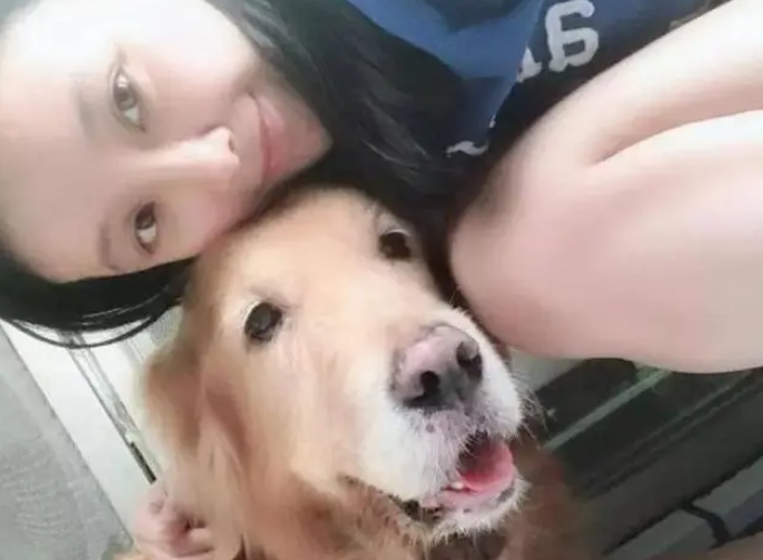 老金毛离世前撒娇不愿回家，主人：原来那是我们最后一次散步