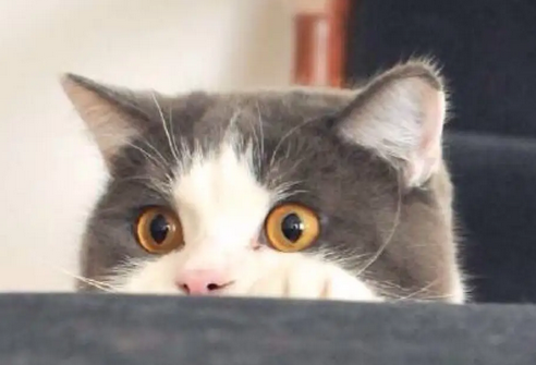 猫脾气有点大，还爱挠家具？英国研究显示宠物猫性格多随主人