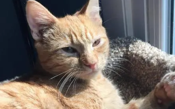 天津一小区15只猫高空坠亡，公安：消防协助抓猫时，猫咪受惊坠楼
