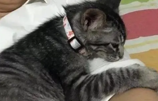 妈妈让女儿两天内送走小猫，没想到被收服成了猫奴！